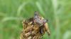 Ectophasia crassipennis